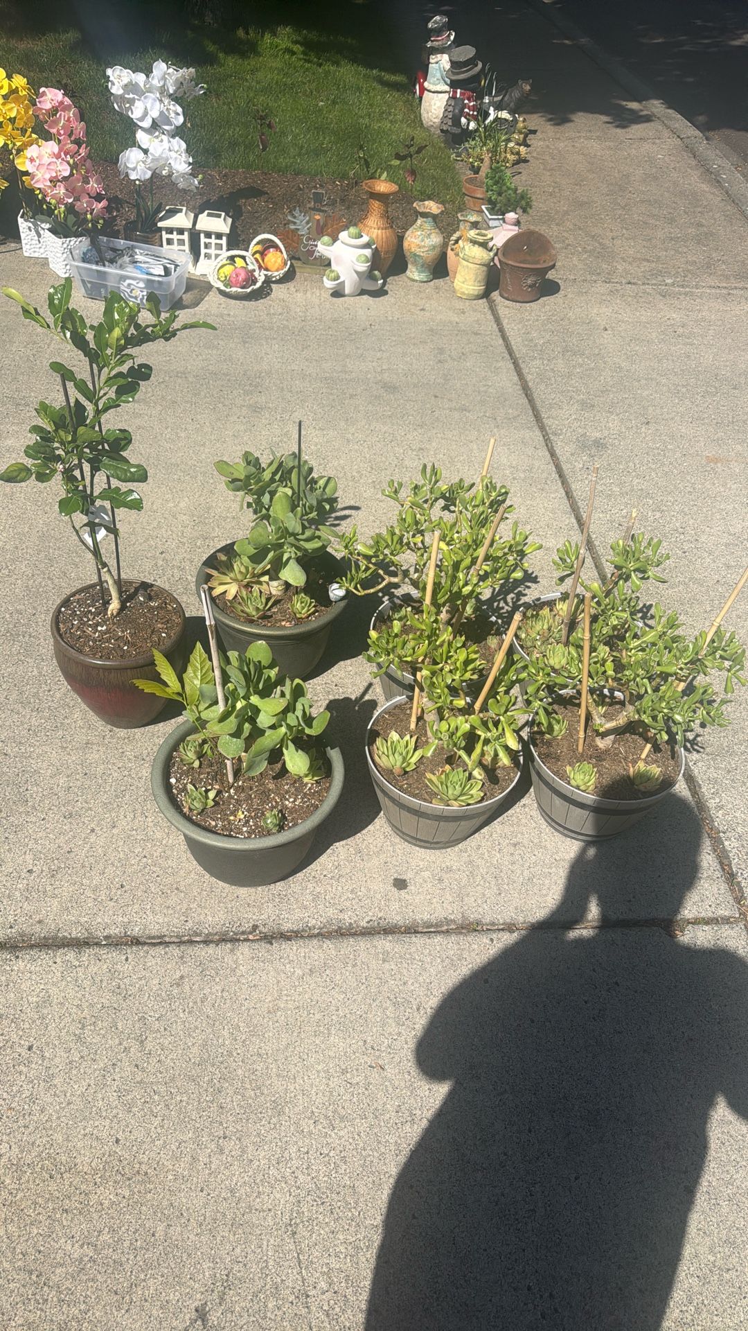 Jade And Succulents Plants