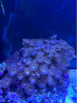 Pandora zoas and Kenya tree corals
