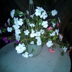 Impatiens Hanging Plant 