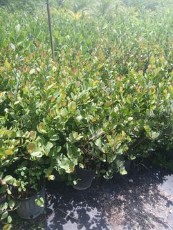 Cocoplum Hedges 3gl $6