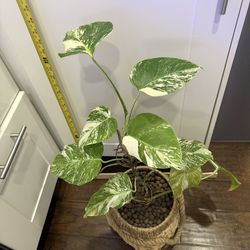 Monstera Albo