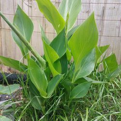 Cannalily Plants For Sale. 