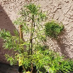 Planta