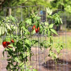 2 Trellis And Tools Garden