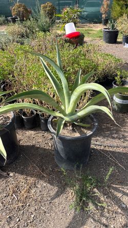 Octopus agave plant