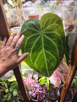 Huge Flowering anthurium crystallinum
