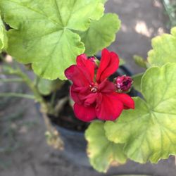 Planta Natural