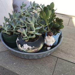 A tray of ghost plant succulents in 6 cute mini ceramic pots 
