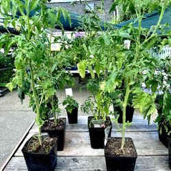  🌿 ORGANIC TOMATO PLANTS!  LAST DAY — FINAL BLOWOUT SALE🌿