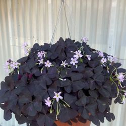 Inside and outside flowers 