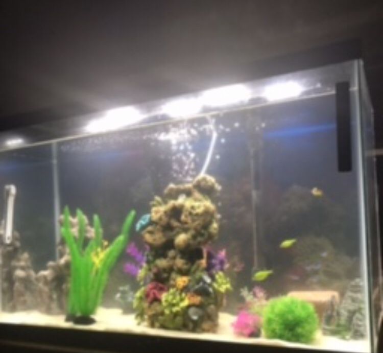 29 Gallon Fish Tank