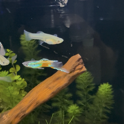 Guppy mix  males and females