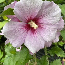 Rose Of Sharon
