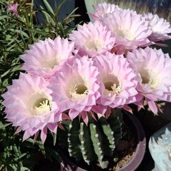 Cactus in a terracotta Pot 