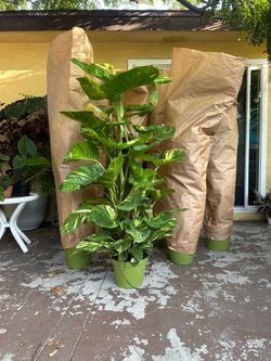 Hawaiian Pothos