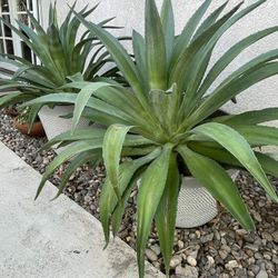 Agave