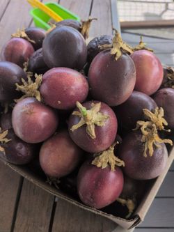 Sell or trade passion fruit