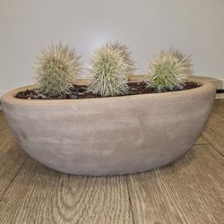 3 Teddy Bear Cholla Cactus In Nice Pot