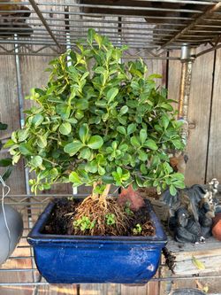 Ficus Bonsai Tree in Blue Ceramic Pot