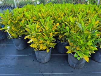 CROTON GOLD DUST 3GALLONS