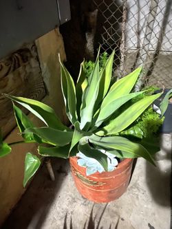 12 Inch Brown Clay Pot