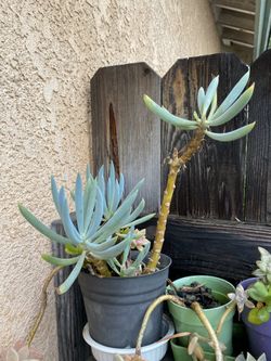 Succulent