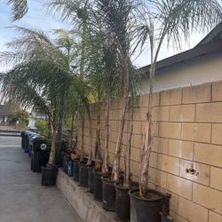 Palm Trees