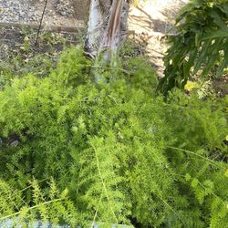Fern Plants