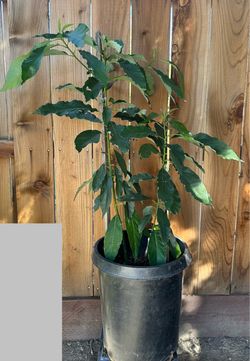 Plant Avocado Tree