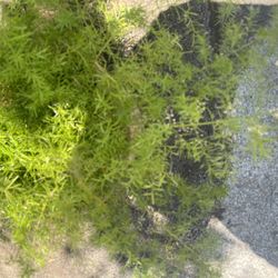 Asparagus Plant 