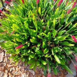 "Matchstick"  Bromeliad Pups Just Potted Up Yesterday ($7) Each