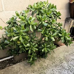 BEAUTIFUL LARGE VIBRANT JADE BUSH PLANT 2.5' H X 2' W LOW MAINTENANCE SUCCULENT  MONEY TREE LUCKY PLANT Crassula ovata 