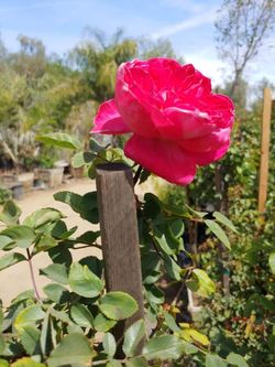 Rose vines