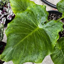 Tropical Houseplants – Philodendron, Peperomia, Alocasia & More
