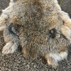 Rabbit Fur 