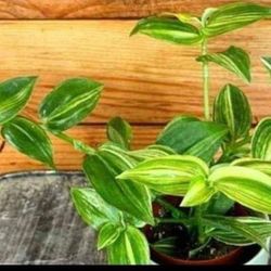 Beautiful Ornamental Plant 