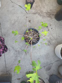 Fig plant
