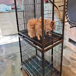 Pet Cages in Various Sizes to Match Every Animal actually speak