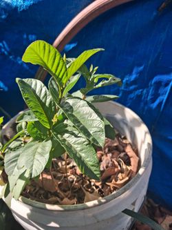 Guava tree
