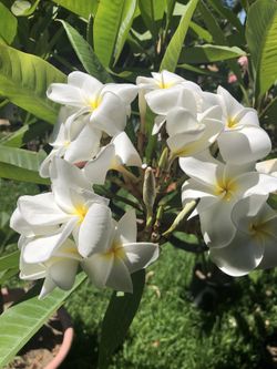 Plumeria plant mixture