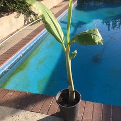 $20 banana plant fruit tree (variety-apple/manzana)
