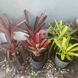 Bromeliad Plants 