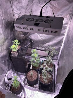 Growing Tent With Light