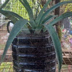 🌱 Lush Aloe Vera – Low-Maintenance, Fast Growing