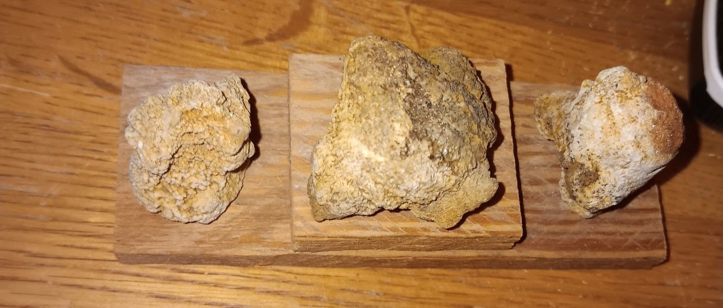 Fossilized Coral