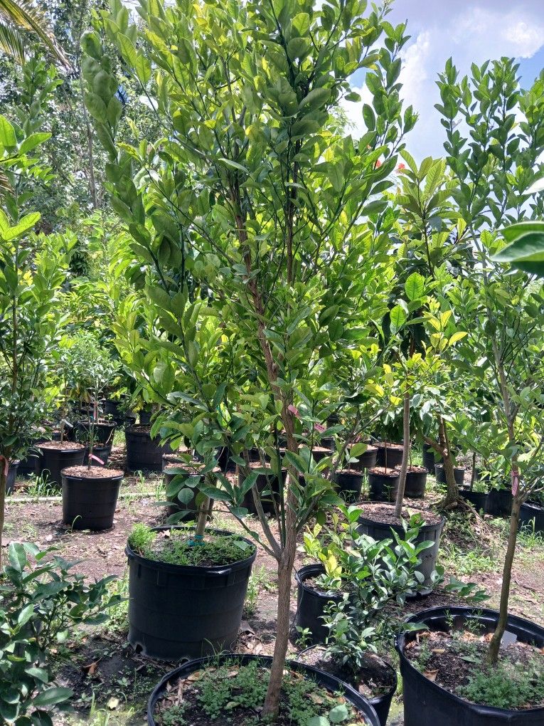 Calamondin Fruit Tree,All Products : American Fashion Style Bags On Sale