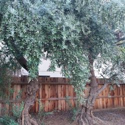 Very Old Large Olive Trees Full Of Olives Going To Waste....make Any Fair $$$ Offer Accepted!!