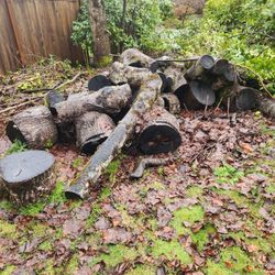 Free Firewood - Tulip Trees Cut Down In June
