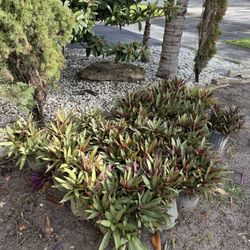 NEW Dwarf Oysters (25 Plants x $5 Each or $100 For All Of Them