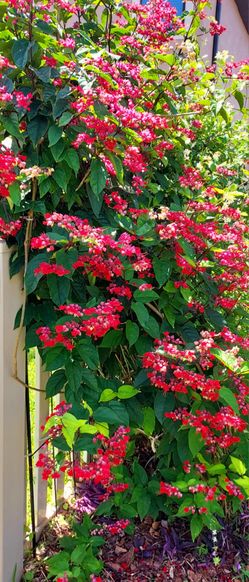 Bleeding heart plant ♥️ 3 gqllon